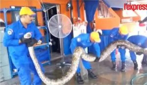 Cet énorme python capturé en Malaisie serait le plus gros serpent au monde
