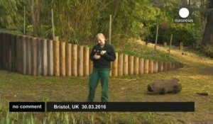 Les premiers jours d'un bébé gorille dans un zoo britannique