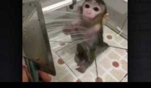Ce petit singe qui prend sa douche est trop chou !