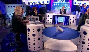 ONPC, France 2 : Le chien de Christophe Dechavanne s'invite au coeur de l'émission
