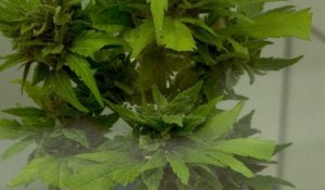 Un musée du cannabis ouvre ses portes en Uruguay