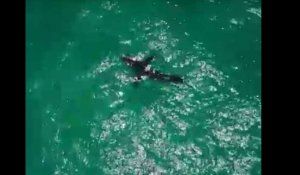 Public Buzz : Quand une kitesurfeuse croise un requin blanc...
