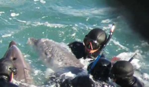 Une mère tente de sauver son bébé dauphin de la capture des hommes