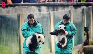En Chine, deux bébés pandas font leurs premiers pas au zoo
