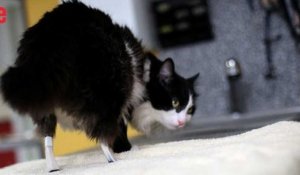 Un chat remarche grâce à des pattes artificielles