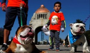 Un millier de bulldogs envahissent les rues de Mexico