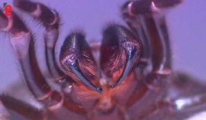 Un zoo australien lance un appel pour capturer des araignées vénimeuses