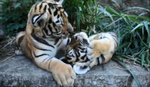 Salvador: des tigres du Bengale, 45 jours apres leur naissance