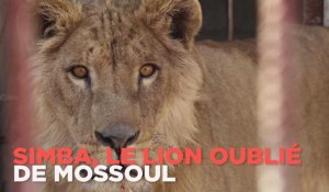 Simba, le lion abandonné de la guerre de Mossoul