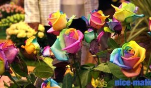 Expo Rose : Grasse devient le jardin de la reine des fleurs