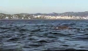 Une baleine aperçue à Mandelieu