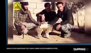Daesh transformerait des chiens en bombes sur pattes (vidéo)