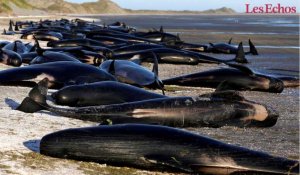 Pourquoi les baleines échouent-elles en Nouvelle-Zélande ?