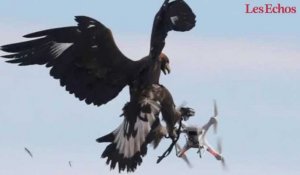 Plus forts que les drones... les aigles !