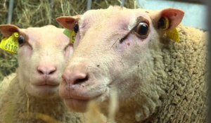 Salon de l'agriculture : derniers préparatifs avant l'ouverture