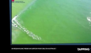 Un grand requin blanc attaque un surfeur en Australie, la vidéo terrifiante