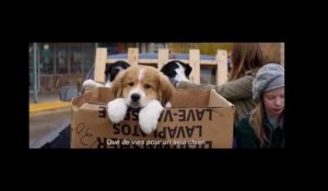 MES VIES DE CHIEN - Bande annonce - VOST