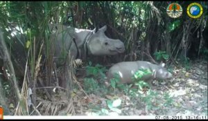 Trois bébés rhinocéros de l'espèce la plus rare au monde filmés en Indonésie