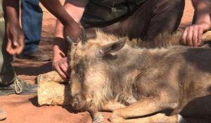 En Afrique du Sud, l'élevage d'animaux sauvages aiguise les appétits