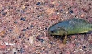 Incroyable découverte : des poissons qui marchent et respirent en Australie
