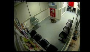 Un koala s'invite dans les couloirs d'un hôpital