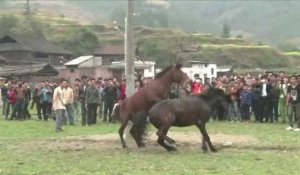 Chine : combats de chevaux controversés pour marquer le Nouvel An