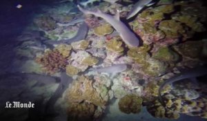 Plongée dans les eaux de l'île Coco, paradis aquatique menacé par les pilleurs