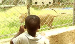 Côte d'Ivoire : au zoo, les lions, symbole de l'après-crise 