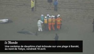 Une centaine de dauphins s'échouent sur une plage japonaise