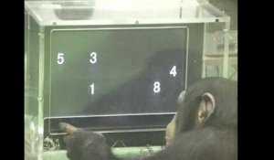 Quand le chimpanzé surpasse l'homme