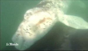 Des plongeurs nez à nez avec une baleine albinos
