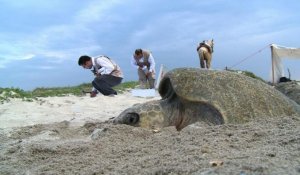 Mexique: des drones pour protéger les tortues