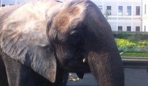 Rosa et Bambi, deux éléphants dans la ville