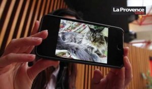 Marseille : un couple en guerre pour la garde des chats