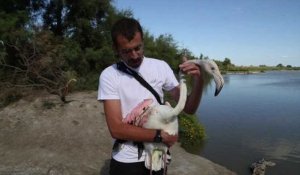 Echoué à Marseille, La Provence ramène le flamant rose en Camargue