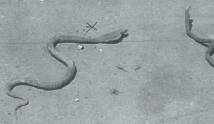 Le 18:18 : chasse au cobra géant dans un parc marseillais