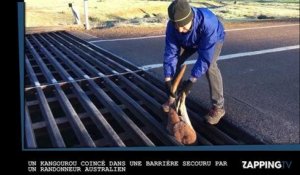 Un kangourou coincé dans une barrière secouru par un randonneur australien