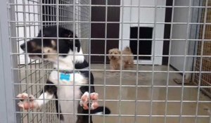 Namur: la pension pour chiens et chats Crocalin affiche complet pour les vacances