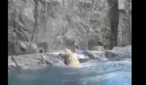 Un ourson sauvé de la noyade par sa mère