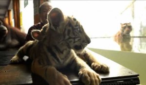 Des bébés tigres font l'attraction d'un zoo de Manille