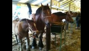 Journée du cheval à Libramont