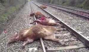 Des vaches percutées par un train (vidéo 2)