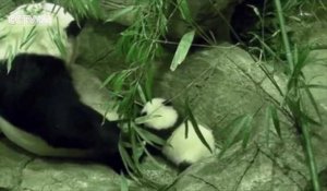 Bei Bei, le bébé panda du zoo de Washington fait ses premiers pas