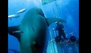 Sans doute le plus grand requin blanc jamais filmé