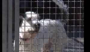 Abandons d'animaux : la SPA tire la sonnette d'alarme
