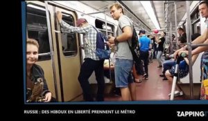 Russie : Des voyageurs insolites prennent le métro avec leurs hiboux en liberté ! (Vidéo)