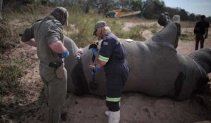 Afrique du Sud: 1.175 rhinocéros braconnés en 2015