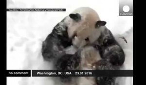 La neige fait le bonheur de Tian Tian à Washington