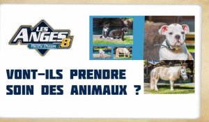 #LesAnges8 : Les cinq animaux présents dans le programme créent la polémique