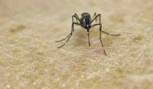 Virus Zika : propagation "explosive"